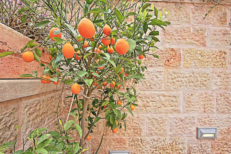 Garden Sukkah Picture #2